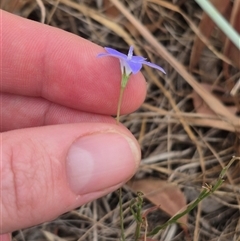 Wahlenbergia capillaris at Gunning, NSW - 12 Nov 2024