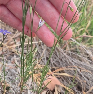 Wahlenbergia sp. at Gunning, NSW - 12 Nov 2024