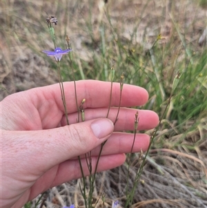 Wahlenbergia sp. at Gunning, NSW - 12 Nov 2024