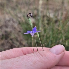 Wahlenbergia sp. at Gunning, NSW - 12 Nov 2024 02:47 PM