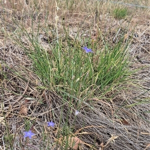 Wahlenbergia sp. at Gunning, NSW - 12 Nov 2024 02:47 PM