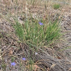 Wahlenbergia sp. at Gunning, NSW - 12 Nov 2024