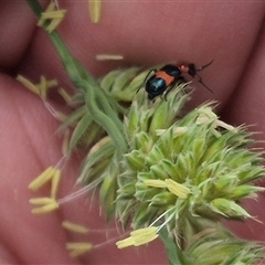Dicranolaius cinctus (Notched-leg Red & Blue Flower Beetle) at Gunning, NSW - 12 Nov 2024 by clarehoneydove