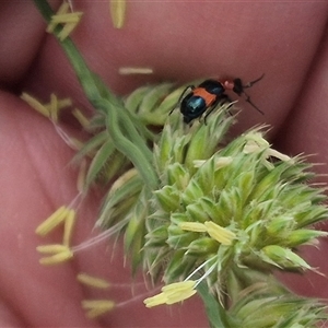 Dicranolaius bellulus at Gunning, NSW - 12 Nov 2024