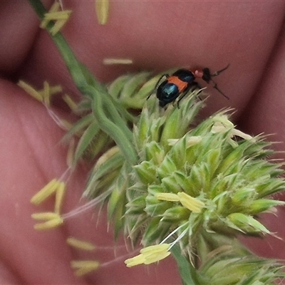 Dicranolaius cinctus (Notched-leg Red & Blue Flower Beetle) at Gunning, NSW - 12 Nov 2024 by clarehoneydove