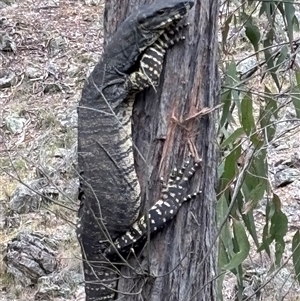 Varanus varius at Woolgarlo, NSW - suppressed