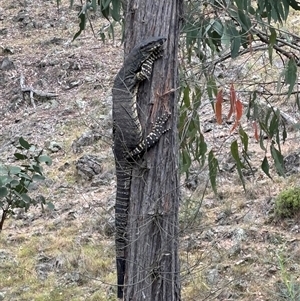 Varanus varius at Woolgarlo, NSW - suppressed