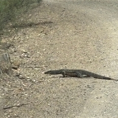 Varanus varius at Woolgarlo, NSW - suppressed