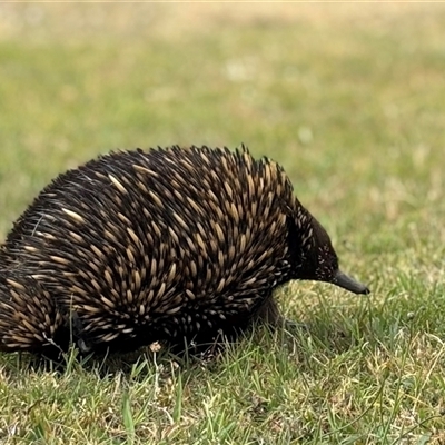 Tachyglossus aculeatus (Short-beaked Echidna) at Woolgarlo, NSW - 12 Nov 2024 by SustainableSeg