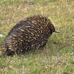 Tachyglossus aculeatus at Woolgarlo, NSW - suppressed