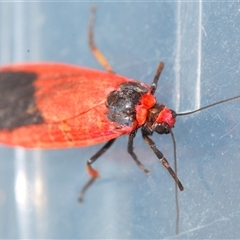 Scoliacma bicolora (Red Footman) at Stromlo, ACT - 12 Nov 2024 by Harrisi