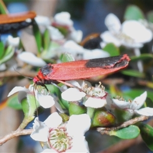 Scoliacma bicolora at Stromlo, ACT - 12 Nov 2024