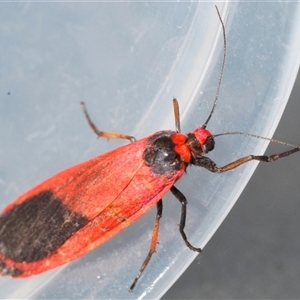 Scoliacma bicolora at Stromlo, ACT - 12 Nov 2024