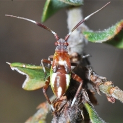 Unidentified True bug (Hemiptera, Heteroptera) at Greenway, ACT - 10 Nov 2024 by Harrisi