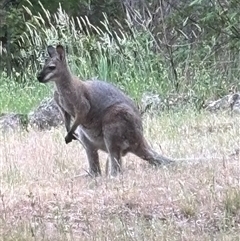 Notamacropus rufogriseus (Red-necked Wallaby) at Woolgarlo, NSW - 11 Nov 2024 by SustainableSeg