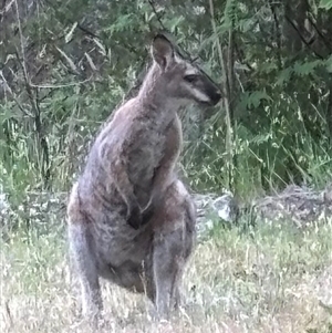 Notamacropus rufogriseus at Woolgarlo, NSW - suppressed