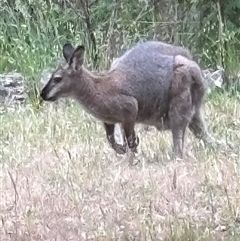 Notamacropus rufogriseus at Woolgarlo, NSW - suppressed