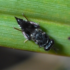 Unidentified Wasp (Hymenoptera, Apocrita) at Greenway, ACT - 10 Nov 2024 by Harrisi