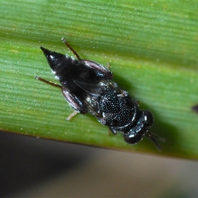 Unidentified Wasp (Hymenoptera, Apocrita) at Greenway, ACT - 10 Nov 2024 by Harrisi