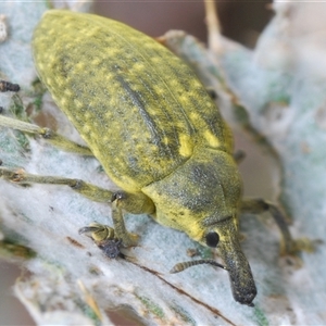 Lixus cardui at Greenway, ACT - 11 Nov 2024