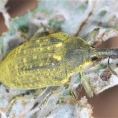 Lixus cardui at Greenway, ACT - 11 Nov 2024