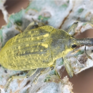 Lixus cardui at Greenway, ACT - 11 Nov 2024