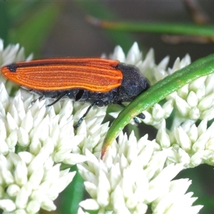 Castiarina erythroptera at Stromlo, ACT - 12 Nov 2024 06:07 PM