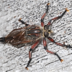 Neoaratus hercules (Herculean Robber Fly) at Denman Prospect, ACT - 12 Nov 2024 by Harrisi