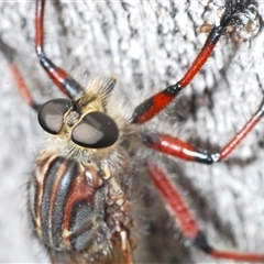 Neoaratus hercules at Denman Prospect, ACT - 12 Nov 2024