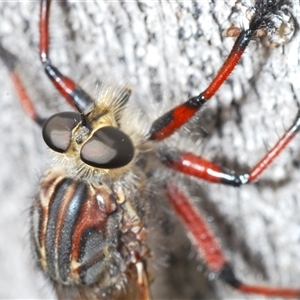 Neoaratus hercules at Denman Prospect, ACT - 12 Nov 2024