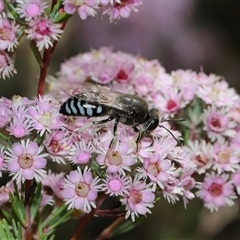 Bembix sp. (genus) (Unidentified Bembix sand wasp) at Acton, ACT - 10 Nov 2024 by TimL