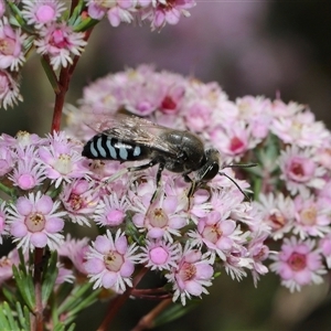 Bembix sp. (genus) at Acton, ACT - 10 Nov 2024 10:47 AM