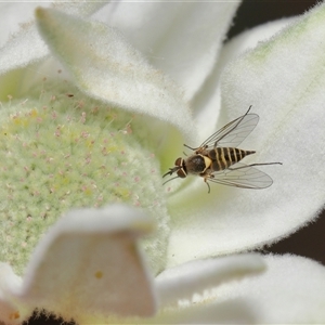 Australiphthiria hilaris at Acton, ACT - 10 Nov 2024