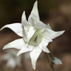 Australiphthiria hilaris at Acton, ACT - 10 Nov 2024 11:09 AM