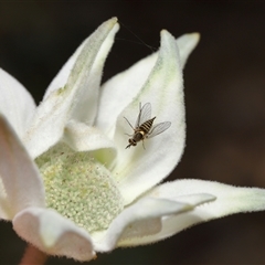 Australiphthiria hilaris at Acton, ACT - 10 Nov 2024