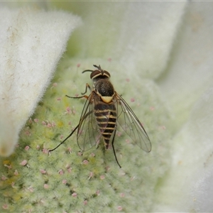 Australiphthiria hilaris at Acton, ACT - 10 Nov 2024