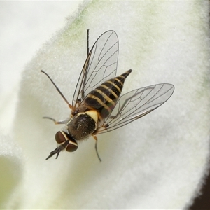 Australiphthiria hilaris at Acton, ACT - 10 Nov 2024