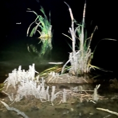 Hydromys chrysogaster (Rakali or Water Rat) at Belconnen, ACT - 12 Nov 2024 by JimL