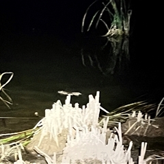 Hydromys chrysogaster at Belconnen, ACT - 12 Nov 2024