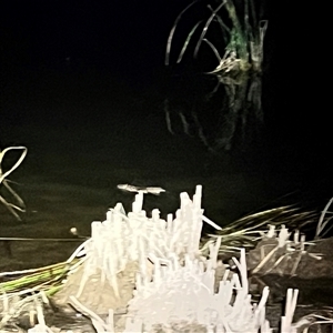 Hydromys chrysogaster at Belconnen, ACT - 12 Nov 2024