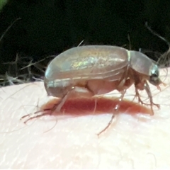 Unidentified Beetle (Coleoptera) at Belconnen, ACT - 12 Nov 2024 by JimL