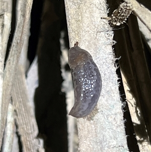 Limax maximus (Leopard Slug, Great Grey Slug) at Lawson, ACT by JimL