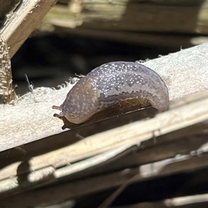 Limax maximus at Lawson, ACT - 12 Nov 2024 08:27 PM