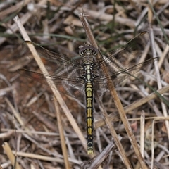 Orthetrum caledonicum (Blue Skimmer) at Yarralumla, ACT - 12 Nov 2024 by TimL