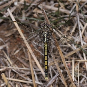 Orthetrum caledonicum at Yarralumla, ACT - 12 Nov 2024