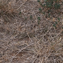 Orthetrum caledonicum at Yarralumla, ACT - 12 Nov 2024