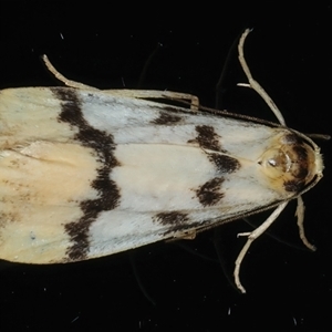 Tigrioides alterna (Alternating Footman) at Rosedale, NSW by jb2602