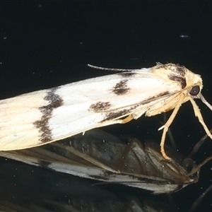 Tigrioides alterna at Rosedale, NSW - 10 Nov 2024