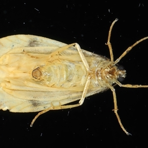 Tigrioides alterna at Rosedale, NSW - 10 Nov 2024