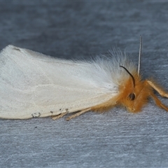 Laelia obsoleta (Tinged Tussock Moth) at Rosedale, NSW - 10 Nov 2024 by jb2602